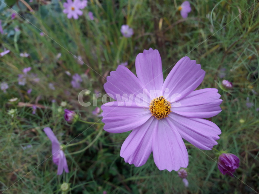꽃,자연,코스모스,분홍,flower,가을,계절,fall,autumn,season,식물,자연,plants,nature,꽃,flower,plant