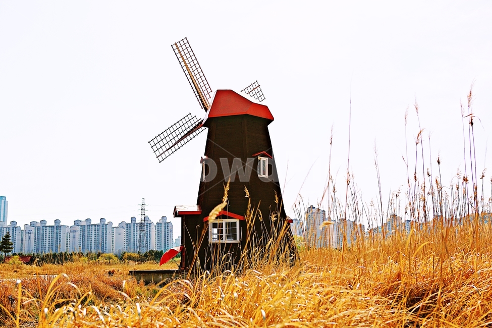 풍차,갈대,식물,자연,생태공원,풍경,배경,가을,계절,fall,autumn,season,자연,풍경,nature,landscape,engine,엔진,motor,모터,machine,기계