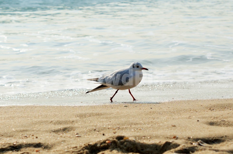 갈매기,바다새,바닷가,모래사장,파도,해변,바다,beach,sea,동물,animal,조류,새,birds