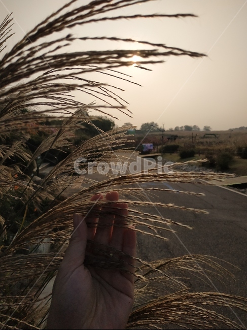 plant,식물,reed,엇개,갈대,가을