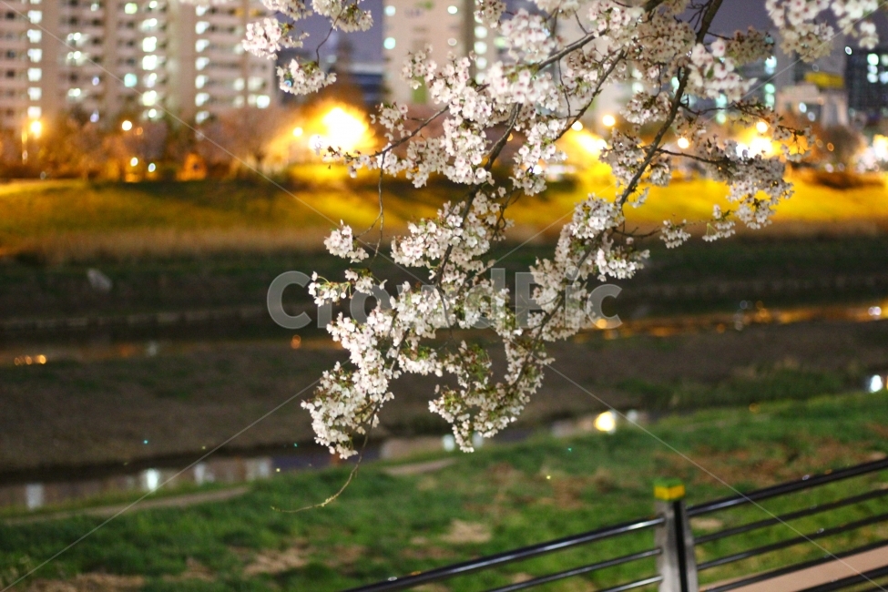 봄,안양천,벚꽃,꽃,야경,산책,봄,계절,spring,season,식물,자연,plants,nature,꽃,flower,plant