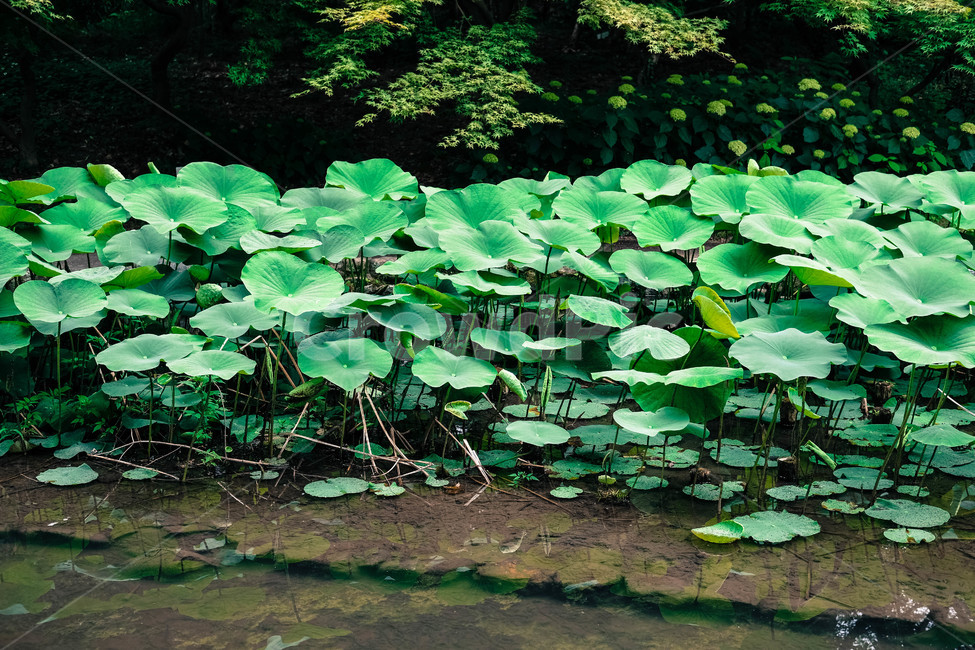 연,꽃,연꽃,여름,연잎,lotus,summer,forest,nature,leaf