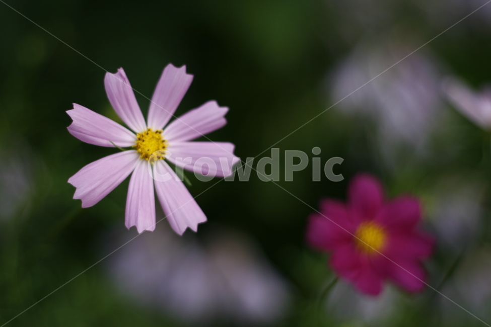 plant,식물,flower,꽃,blossom,코스모스,식물,자연,plants,nature,꽃,flower