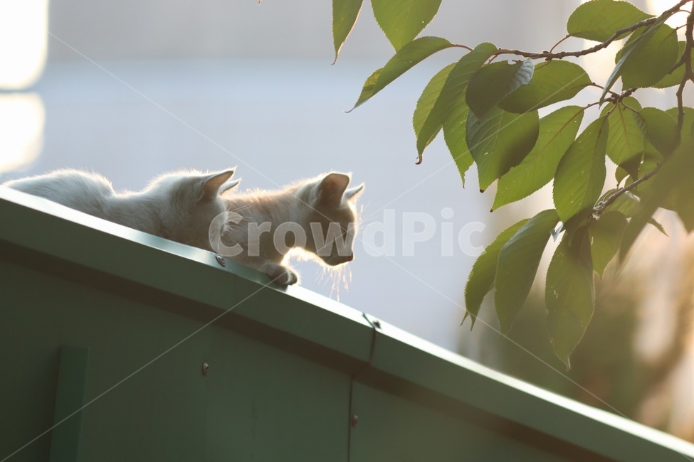 고양이,길고양이,새끼고양이,동물,포유류,냥,냥이,길냥이,cat,animal,animals,귀여움,cute