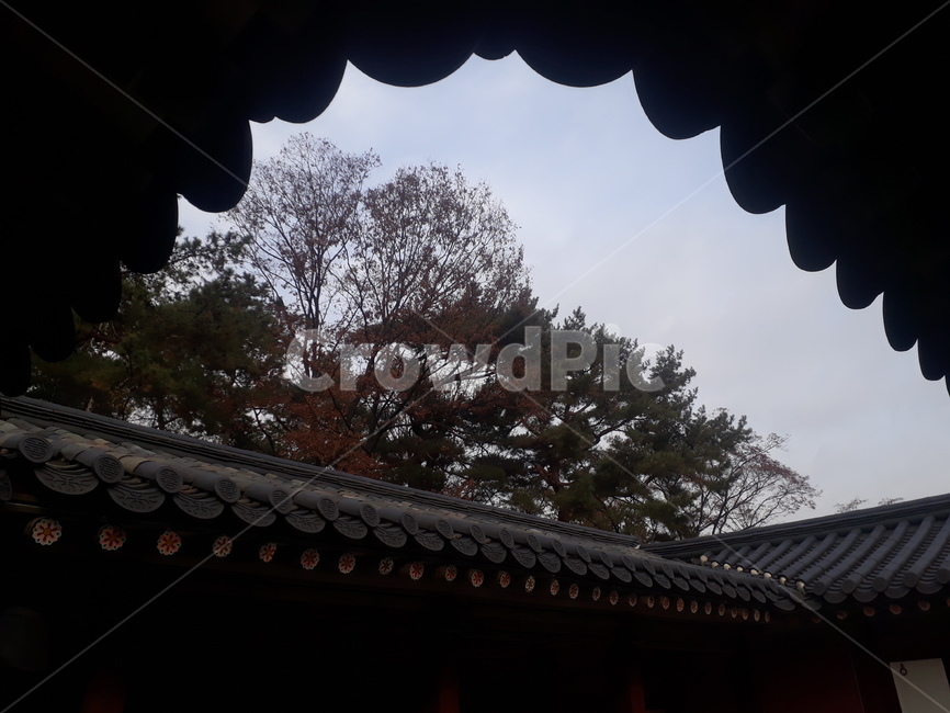 창경궁,창덕궁,궁궐,고궁,문화재,역사문화,조선문화,목조건축물,목조