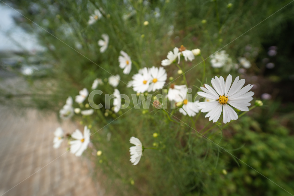 꽃,식물,flower,plant,botanical,식물,자연,plants,nature,꽃,flower