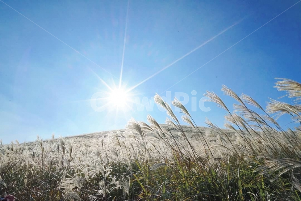 새별오름,제주도,억새,하늘,역광,사진,가을,계절,fall,autumn,season,자연,풍경,nature,landscape,grass,잔디,plant,식물,lawn
