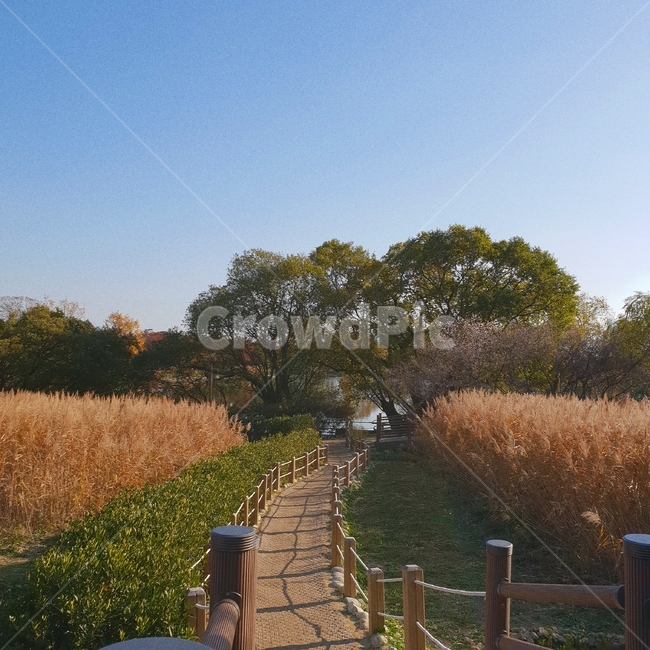 가을,갈대,단풍,자연,공원,autumn,fall,힐링,산책,산책길,길,나무,오후,낮,가을,계절,fall,autumn,season,자연,풍경,nature,landscape