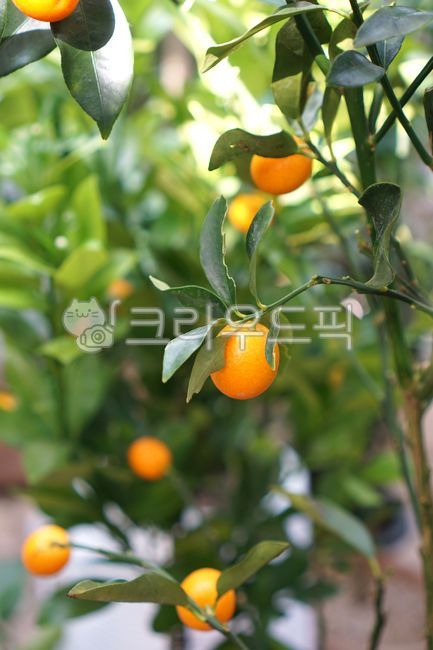 citrusfruit,citrus fruits,Fruit,kumquat tree,kumquat fruit,fruit,yellow fruit,kumquat,Orange