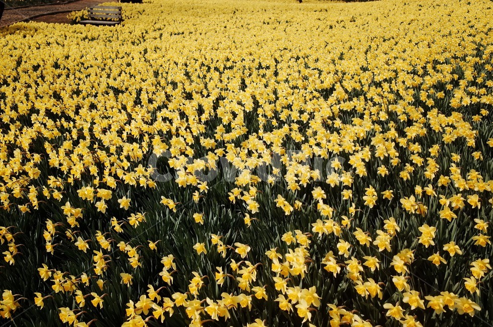 꽃,꽃밭,자연,식물,향기,감성,계절,봄,한국꽃,색채,색감,flower,flowers,plants,nature,beautiful,spring,노란꽃,노란꽃밭,노랑,yellow,color,식물,자연,plants,nature,꽃,flower