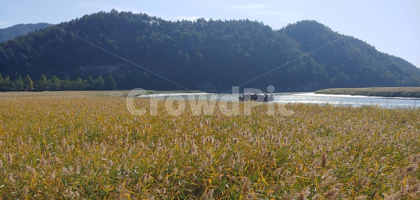 순천만,순천,갈대,갈대밭,갯벌,nature,자연,outdoors,옥외,들,field,목초지,grassland