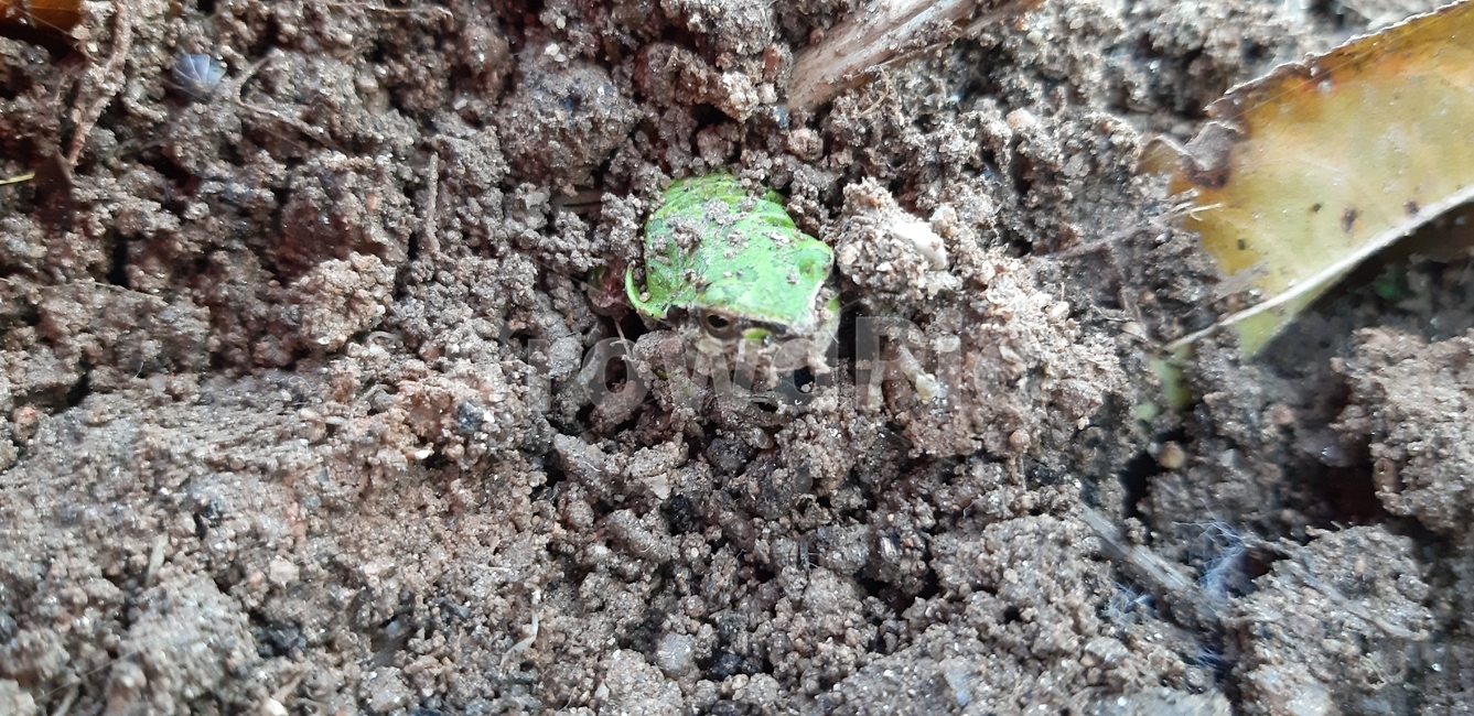 입춘,개구리,겨울잠,입동,청개구리,파충류,양서류,reptile,amphibian