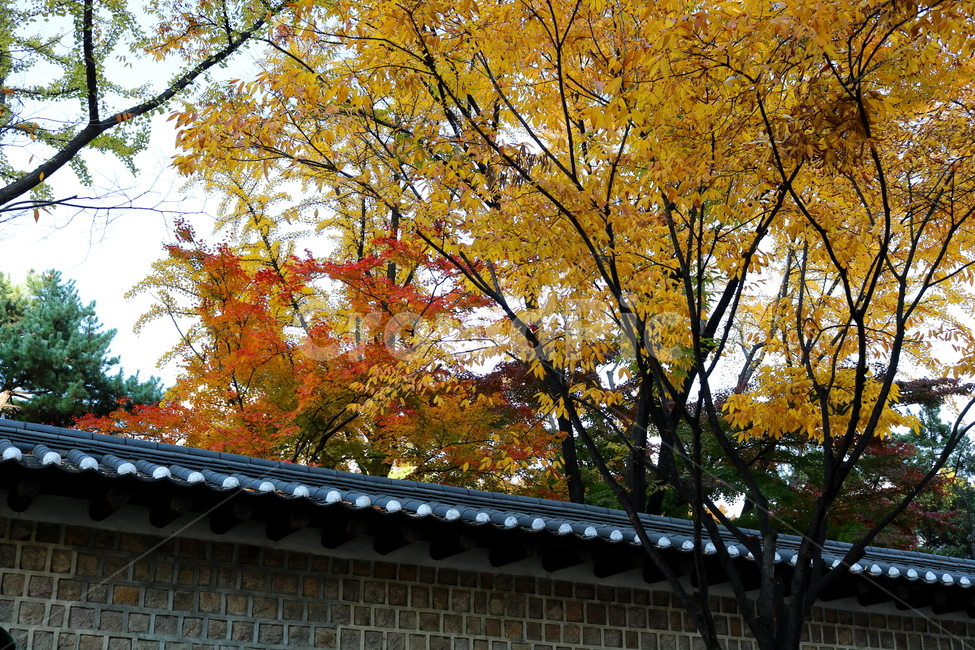 단풍,나무,단풍나무,덕수궁,돌담,돌담길,덕수궁돌담길,벽,자연,풍경,가을,가을,계절,fall,autumn,season,한국전통,한국문화,korean traditional,korean culture,식물,자연,plants,nature,나무,trees,wood,tree,plant