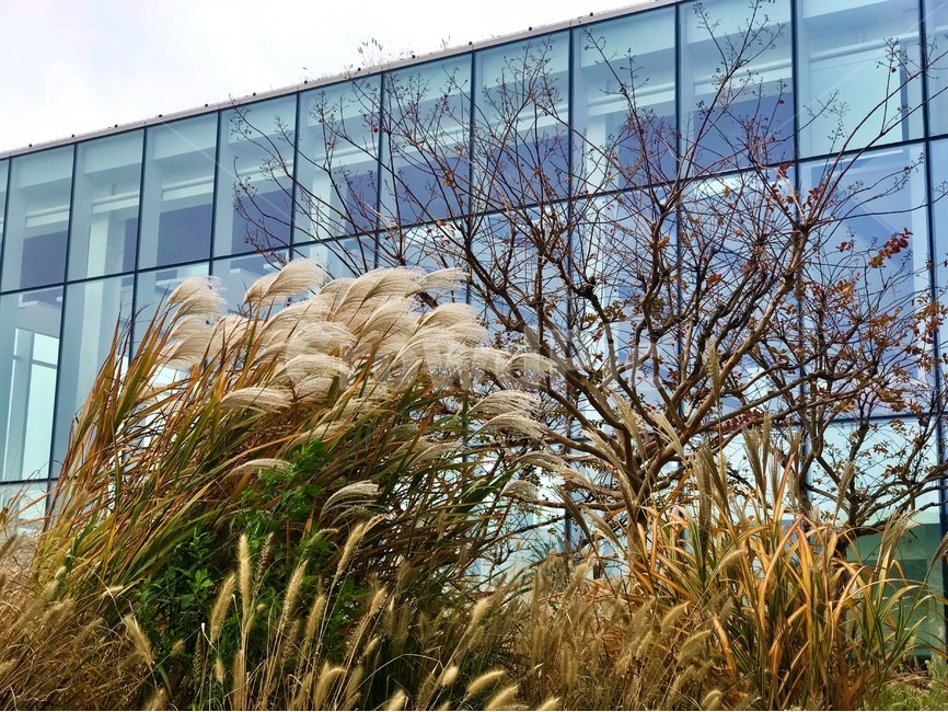 갈대,나무,가을,풀,유리,창문,감성,바람,베이지,가을,계절,fall,autumn,season,grass,잔디,plant,식물,lawn,reed