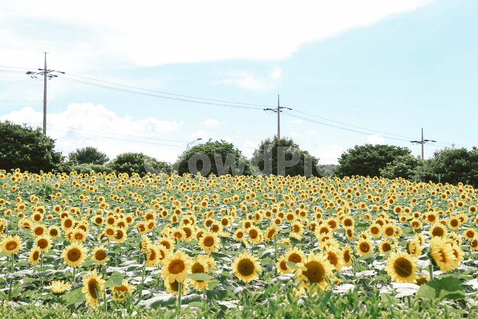 여름,해바라기,꽃,제주풍경,감성사진,노란색,색감,여름,계절,summer,season,가을,fall,autumn,자연,풍경,nature,landscape,식물,plants,꽃,flower,감성,sensible,feeling,색깔,색상,색채,색감,color sense,color sensitivity,feeling of color,plant,blossom