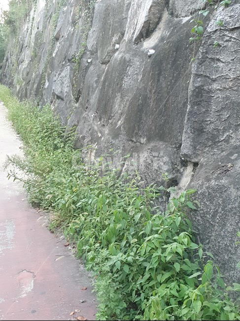 자연,돌,식물,거리,outdoors,옥외