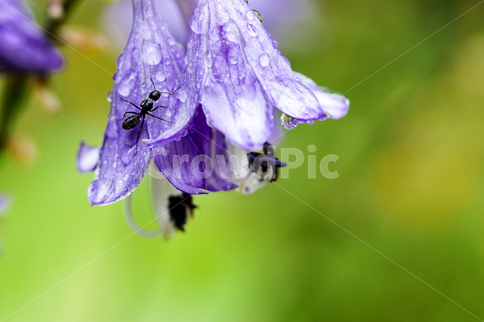 꽃,플라워,개미,ant,식물,생물,생명,색감,컬러,동물,animal,곤충,insect,식물,자연,plants,nature,꽃,flower,동물,animal,곤충,벌레,insect,bug