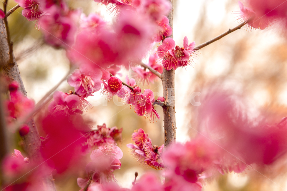 홍매화,봄꽃,풍경,꽃,봄,식물,자연,plants,nature,꽃,flower