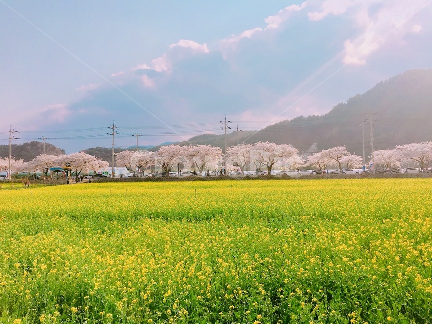 유채꽃,봄,자연,풍경,벚꽃,봄,계절,spring,season,자연,풍경,nature,landscape,grassland,목초지,field,들,outdoors,옥외