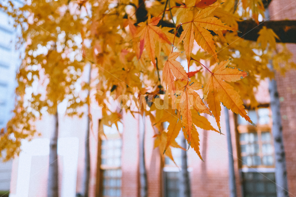 leaf,잎,plant,식물,tree,나무,maple,단풍,가을,계절,fall,autumn,season,식물,자연,plants,nature