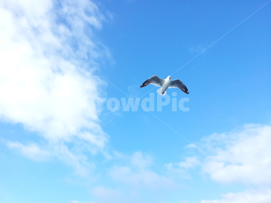 갈매기,하늘,구름,동물,새,sky,조류,새,birds