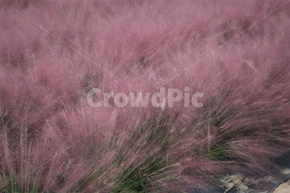 핑크,핑크뮬리,그라스,조경,식물,가을,계절,자연,풍경,분홍,가을,계절,fall,autumn,season,grass,잔디,plant,lawn,agropyron,아그로 피론