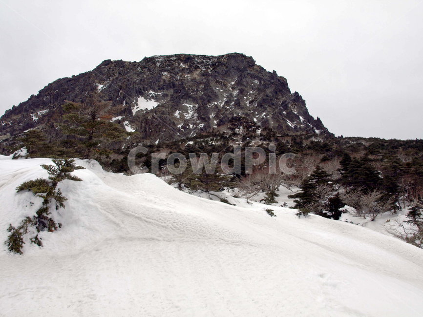 어리목,한라산,제주도,겨울,겨울산,설화,설목,설경,눈,등산,백록담,겨울,계절,winter,season,자연,풍경,nature,landscape,tree,나무,plant,식물,fir,전나무