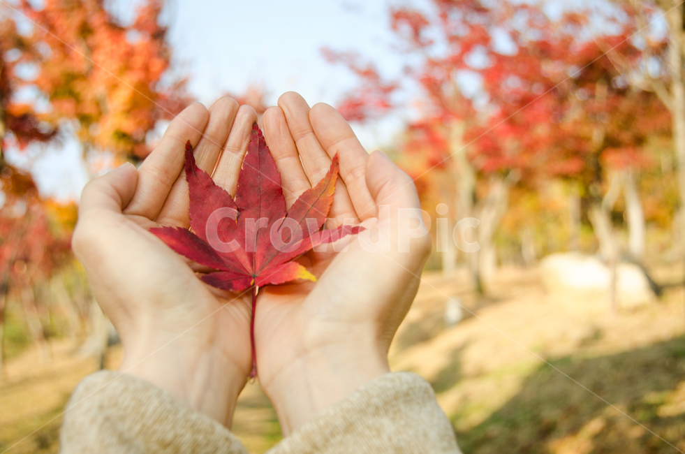 단풍,낙엽,손,가을,자연,아름다운,여성,사람,손가락,여자,숲,나무,공원,빨간,배경,자연스러운,식물,시즌,잎,컨셉,계절,단풍잎,단풍나무,가을,계절,fall,autumn,season,사람,인물,인간,human,person,신체일부,몸,body
