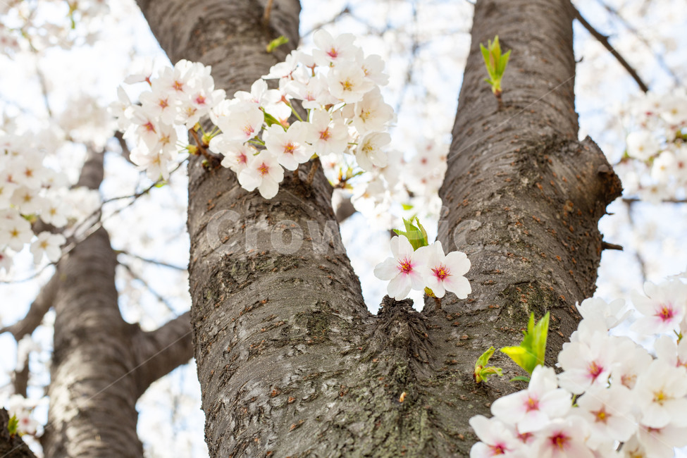 봄,벚꽃,꽃,cherryblossom,식물,나무,자연,풍경,nature,landscape