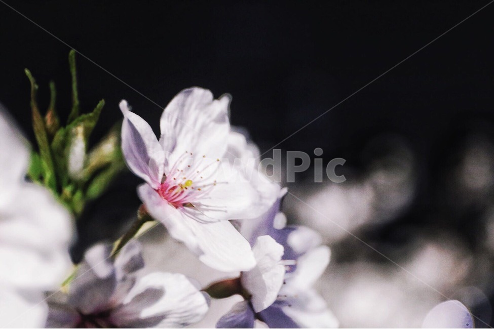 봄,벚꽃,꽃,꽃잎,밤,밤마실,봄,계절,spring,season,식물,자연,plants,nature,꽃,flower,감성,sensible,feeling,plant,geranium,제라늄,blossom