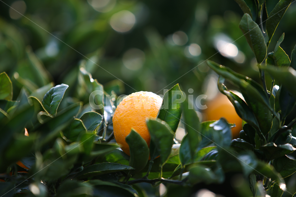 감귤,과일,이슬,싱그러운,신선한,열매,자연,제주도,특산물,나무,농산물,귤나무,과수원,음식,식물,나뭇잎,노랑색,농장,물방울,노란색,동그란,노랑,녹색,초록,잎사귀,싱싱한,야외,조생귤,과일,열매,fruit