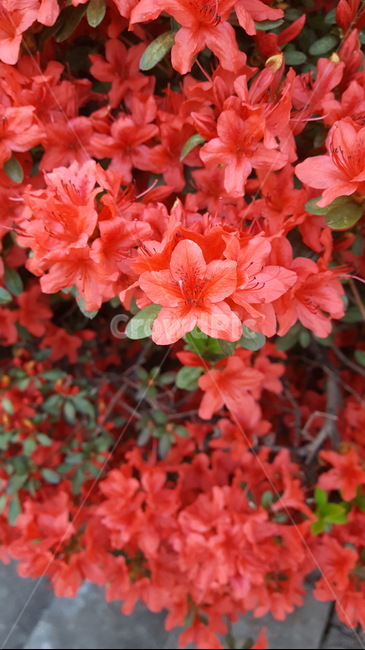 철쭉,봄,꽃잎,다섯잎,별,별모양꽃,식물,자연,plants,nature,꽃,flower