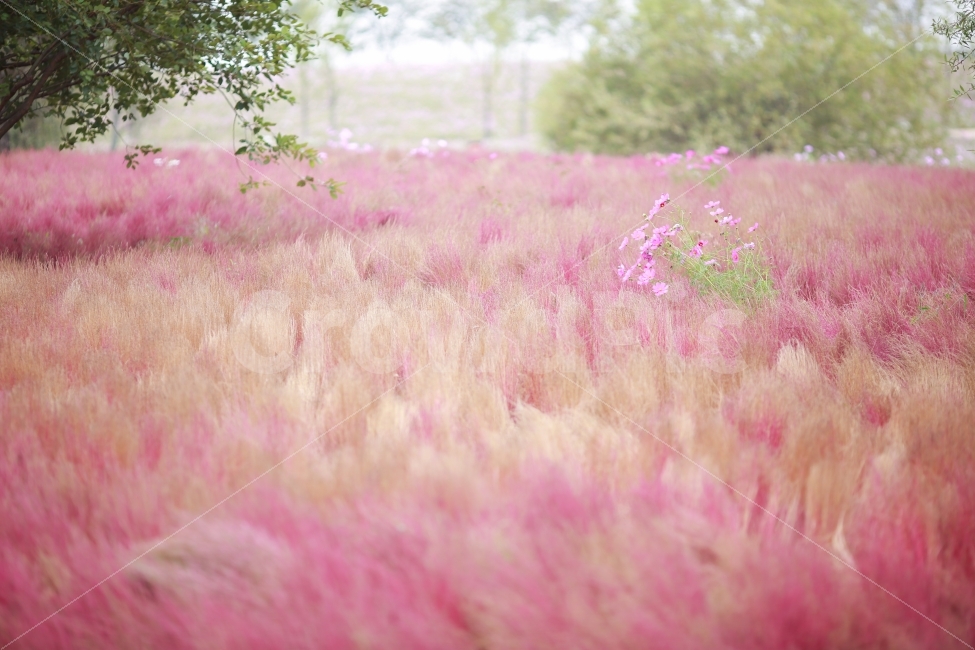 순천,순천만정원,코키아,핑크,풍경,꽃,자연,풍경,nature,landscape,field,들,grassland,목초지,outdoors,옥외