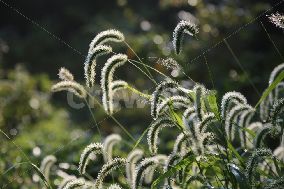 강아지풀,아침이슬,빛망울,아침,접사,식물,자연,plants,nature,휴식,힐링,rest,relaxation,healing