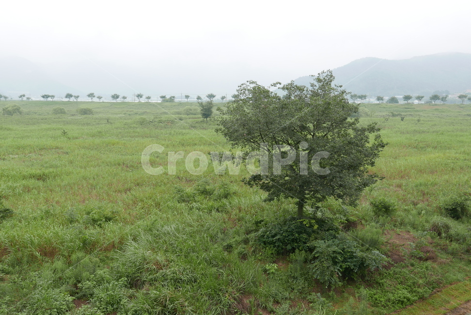식물,초원,나무,공원,plant,tree,자연,풍경,nature,landscape,grassland,목초지,field,들,outdoors,옥외,land,땅