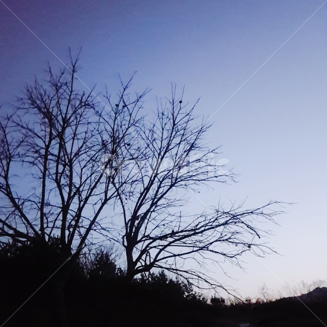 자연,옥외,해질녘,겨울나무,겨울,실루엣