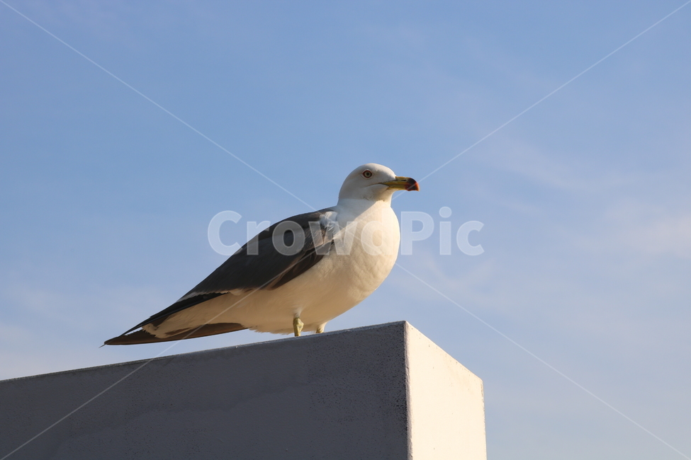 갈매기,새,조류,바다,동물,하늘,자연,동물,animal,조류,새,birds
