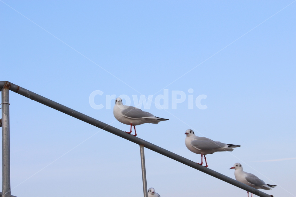갈매기,새,하늘,바다,바다새,여름,여름새,동물,animal,조류,새,birds