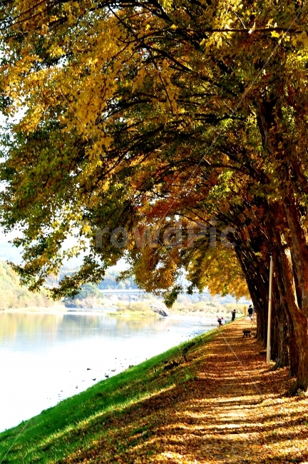 송호리,캠핑장,여행,충북영동,사진출사지,가을,계절,fall,autumn,season,자연,풍경,nature,landscape,한국자연풍경,한국자연경관,korea nature landscape,식물,plants,나무,trees,wood,tree trunk,나무 줄기,plant,tree,path,통로,human,인간,person,사람