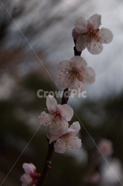 벗꽃,blossom,꽃,cherryblossom,flower,나무,식물