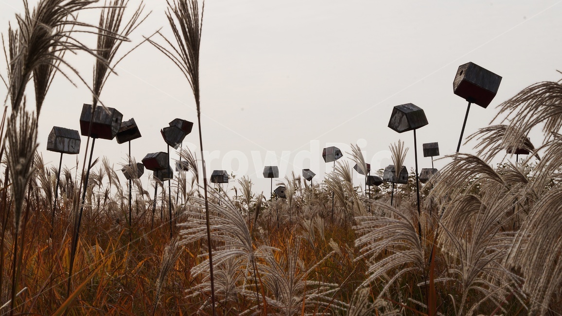 가을,가을풍경,하늘공원,갈대,억세풀,가을,계절,fall,autumn,season,자연,풍경,nature,landscape,한국자연풍경,한국자연경관,korea nature landscape,plant,식물,grass,잔디,lawn,reed