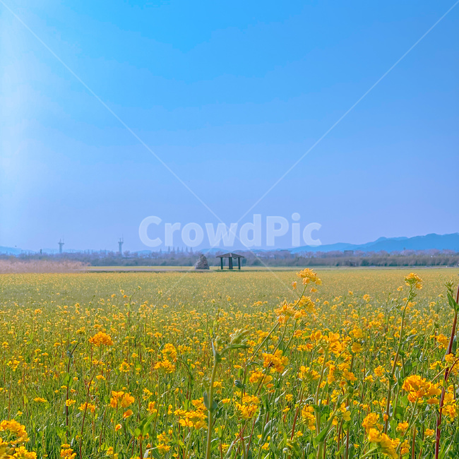 부산,대저생태공원,유채꽃,봄,하늘,봄,계절,spring,season,grassland,목초지,field,들,outdoors,옥외,nature,자연,rural,농촌,farm,농장,meadow