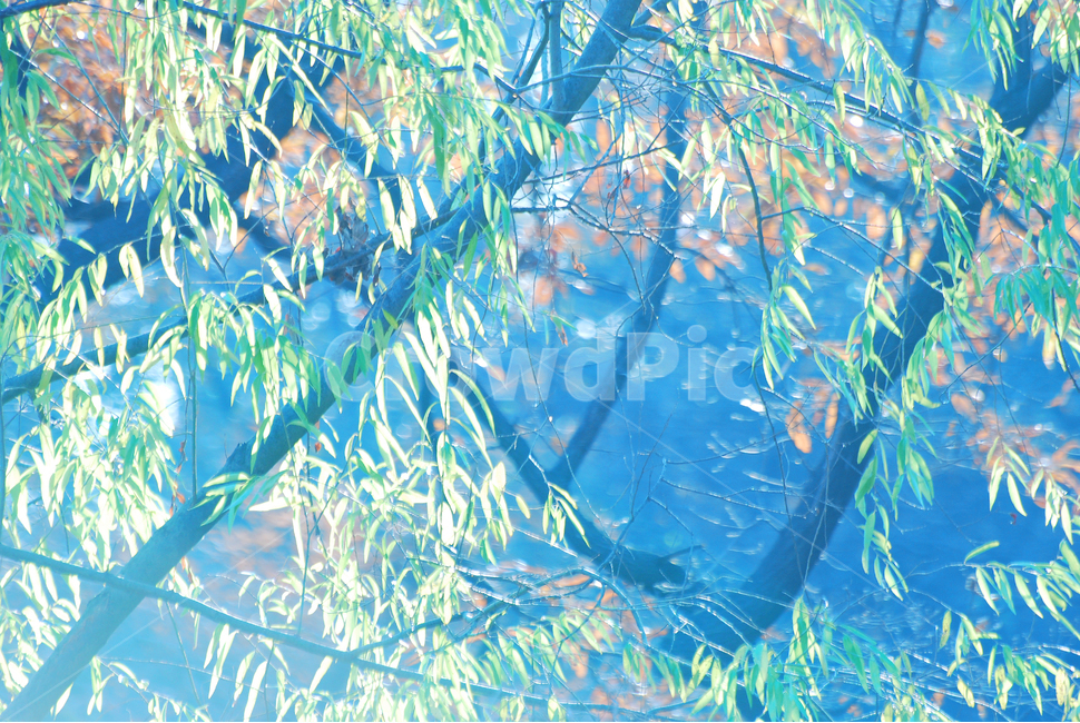 가을,가을풍경,단풍,나뭇잎,가을분위기,fall,autumn,landscape,background,배경,바탕,가을느낌,가을서정,가을숲,블루,그린,blue,green,나무,숲,10월,11월,안개,자연,풍경,nature,landscape