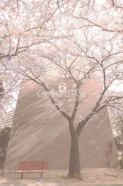 봄,풍경,꽃,벚꽃,spring,landscape,flower,cherryblossom