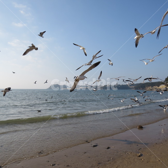 바다,격포,해수욕장,바닷가,해안,갈매기,풍경,기분좋은,파란,해변,해변가,동물,animal,조류,새,birds