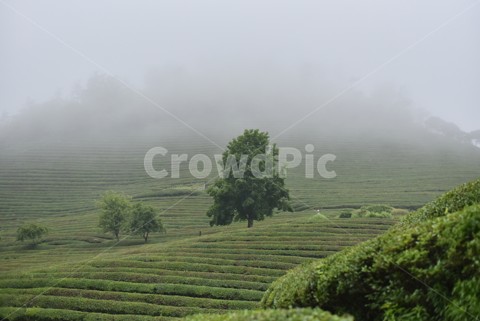 나무,녹차밭,안개,푸른,nature,산,숲,여름,아름다움,몽환적인,가운데,자연,풍경,nature,landscape,농업,농사,agriculture,farming,farming industry,outdoors,옥외