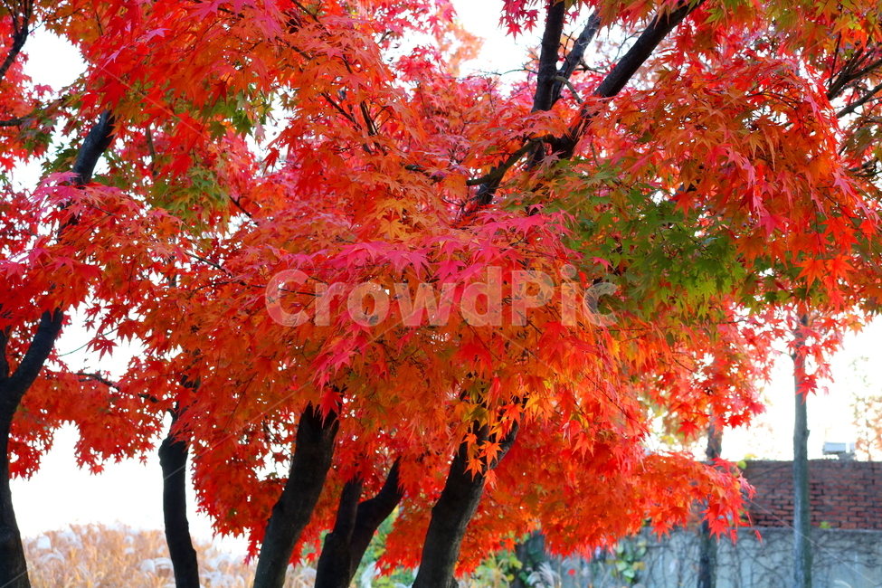 단풍,단풍나무,나무,식물,가을,자연,가을,계절,fall,autumn,season,식물,자연,plants,nature,나무,trees,wood,tree,plant,maple,leaf,잎