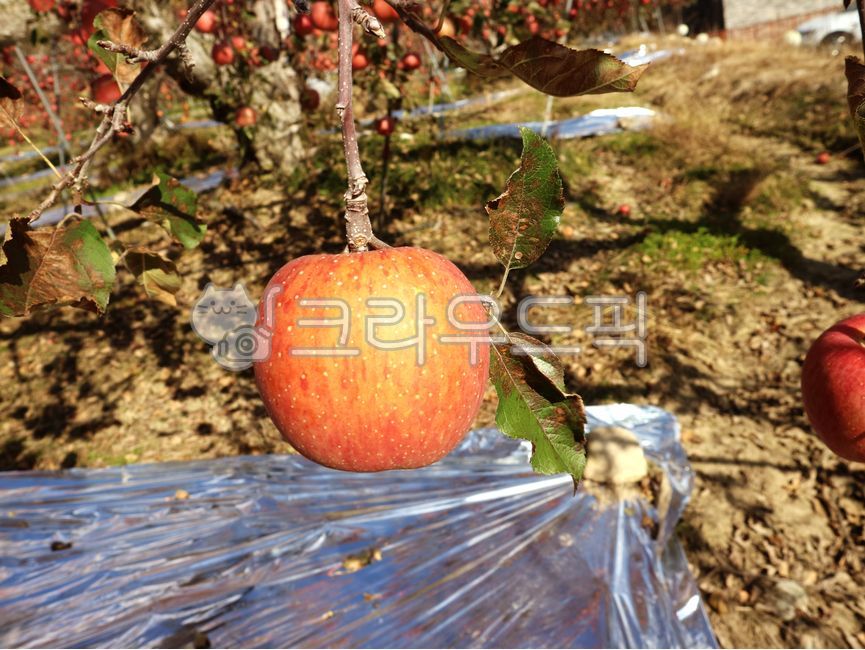 sky,mungyeong apple,appletree,fruit,tree,mungyeong,food,apple,orchard,fruit tree,plant,apple tree