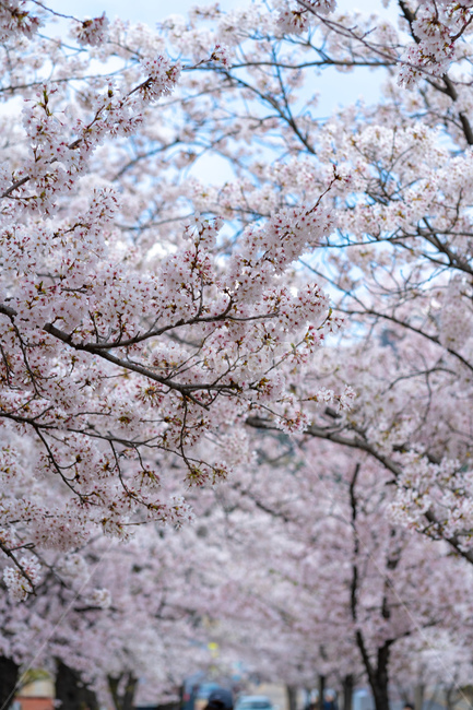 plant,식물,blossom,flower,꽃,벚꽃,나무,tree,봄,분홍색
