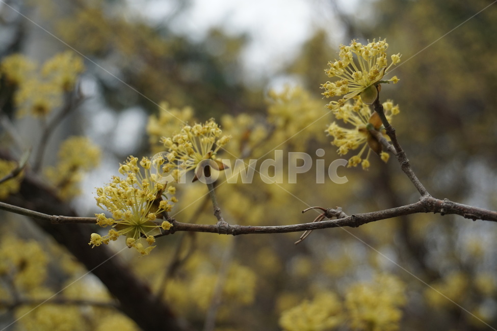 꽃,봄,노란색,흐린날,나무,식물,자연,plants,nature,꽃,flower